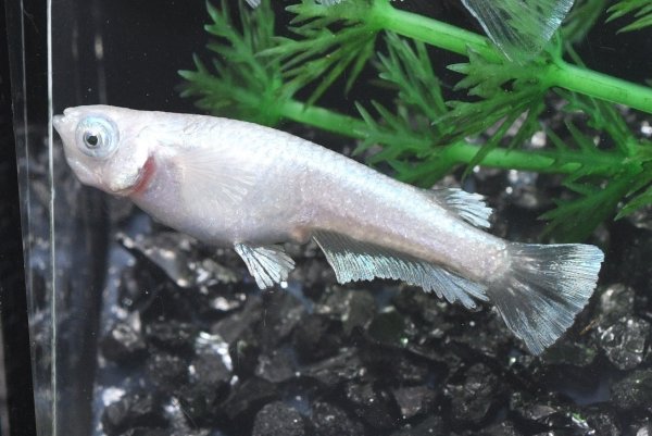 画像3: ほぼフロストメダカの稚魚・10匹　　　 (3)