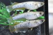 画像2: アハルテケメダカの稚魚・10匹　　　 (2)