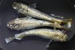 画像1: アハルテケメダカの稚魚・10匹　　　 (1)