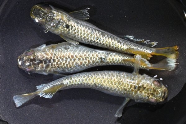 画像1: アハルテケメダカの稚魚・10匹　　　 (1)