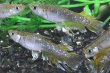 画像2: フロマージュキッシングスワローメダカの稚魚・10匹　　　 (2)