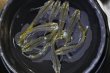 画像5: フロマージュキッシングスワローメダカの稚魚・10匹　　　 (5)