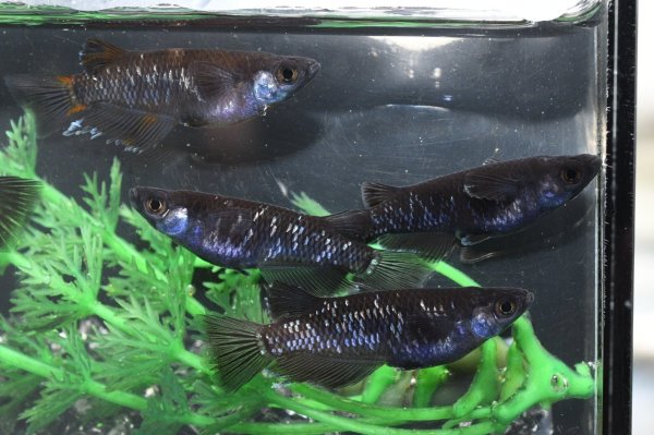 画像4: 曜変天目メダカの稚魚・10匹　　　 (4)