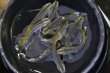 画像4: フロマージュキッシングスワローメダカの稚魚・10匹　　　 (4)