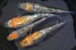 画像1: 大輝メダカの稚魚・10匹　　　 (1)