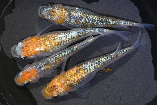 画像1: 大輝メダカの稚魚・10匹　　　 (1)