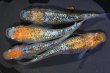 画像3: 大輝メダカの稚魚・10匹　　　 (3)