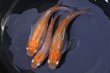 画像3: オリジナル品種・フルオレセントメダカの稚魚・10匹　　　 (3)
