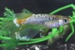画像1: ＲＬＦ飛輪メダカの稚魚・10匹　　　 (1)