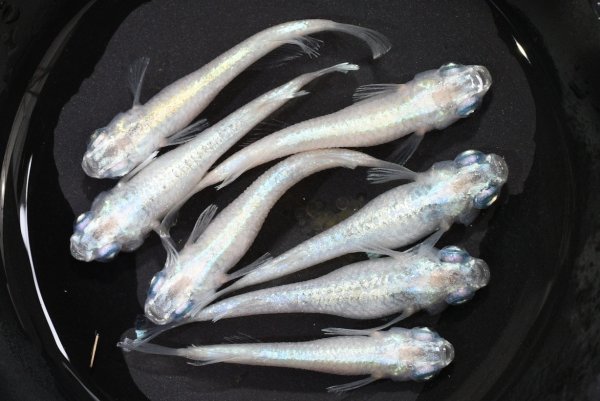 画像2: ほぼフロストメダカの稚魚・10匹　　　 (2)
