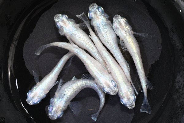 画像1: ほぼフロストメダカの稚魚・10匹　　　 (1)