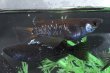 画像1: 曜変天目メダカの稚魚・10匹　　　 (1)