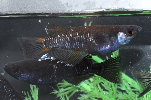 画像1: 曜変天目メダカの稚魚・10匹　　　 (1)
