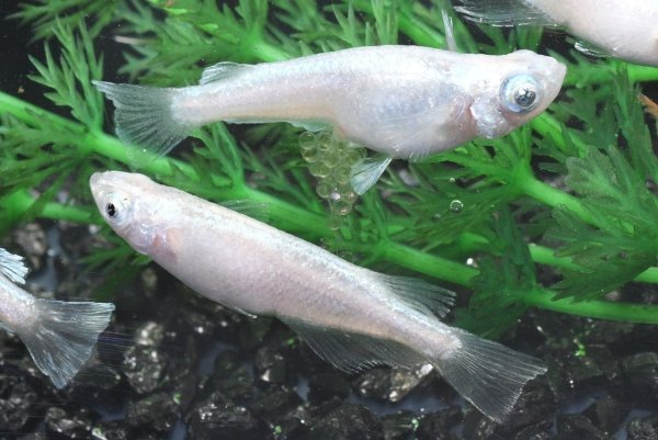 画像4: ほぼフロストメダカの稚魚・10匹　　　 (4)