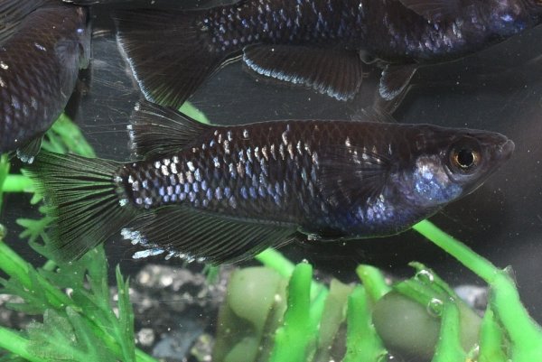 画像3: 曜変天目メダカの稚魚・10匹　　　 (3)