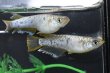 画像4: アハルテケメダカの稚魚・10匹　　　 (4)