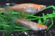 画像2: オリジナル品種・フルオレセントメダカの稚魚・10匹　　　 (2)
