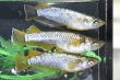 画像3: スパークルヘイキメダカの稚魚・10匹　　　 (3)