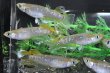 画像3: フロマージュキッシングスワローメダカの稚魚・10匹　　　 (3)