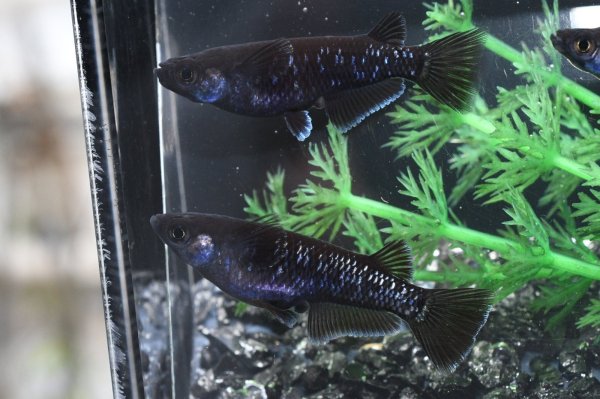 画像2: 曜変天目メダカの稚魚・10匹　　　 (2)