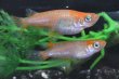 画像1: オリジナル品種・フルオレセントメダカの稚魚・10匹　　　 (1)