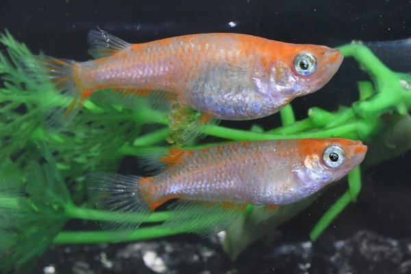 画像1: オリジナル品種・フルオレセントメダカの稚魚・10匹　　　 (1)