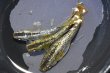 画像2: スパークルヘイキメダカの稚魚・10匹　　　 (2)