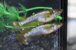 画像4: スパークルヘイキメダカの稚魚・10匹　　　 (4)