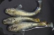 画像3: アハルテケメダカの稚魚・10匹　　　 (3)