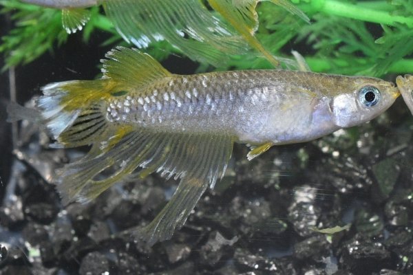 画像1: フロマージュキッシングスワローメダカの稚魚・10匹　　　 (1)