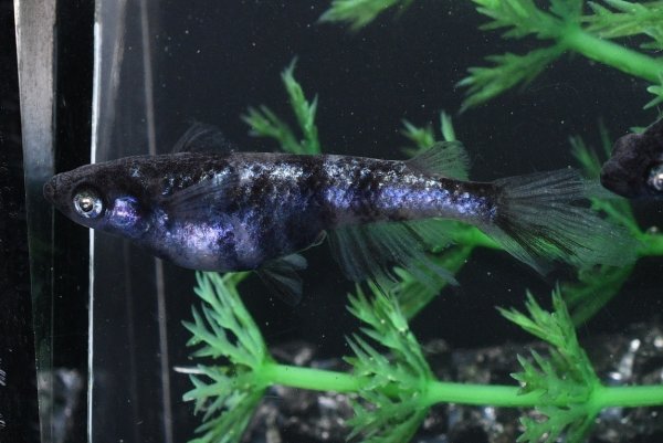 画像2: 銀閣メダカの稚魚・10匹　　　 (2)