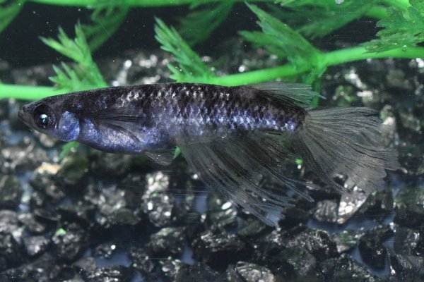 画像3: 銀閣メダカの稚魚・10匹　　　 (3)