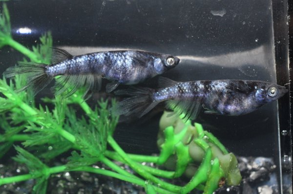 画像4: 銀閣メダカの稚魚・10匹　　　 (4)