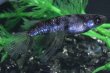 画像1: 銀閣メダカの稚魚・10匹　　　 (1)