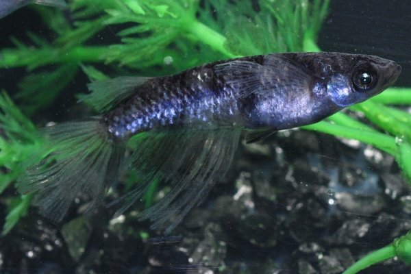 画像1: 銀閣メダカの稚魚・10匹　　　 (1)