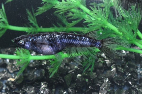 画像5: 銀閣メダカの稚魚・10匹　　　 (5)