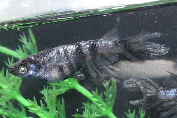 画像7: 銀閣メダカの稚魚・10匹　　　 (7)