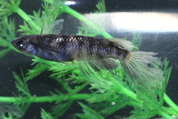 画像6: 銀閣メダカの稚魚・10匹　　　 (6)