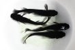 画像3: オロチメダカの稚魚・10匹 (3)