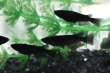 画像1: オロチメダカの稚魚・10匹 (1)