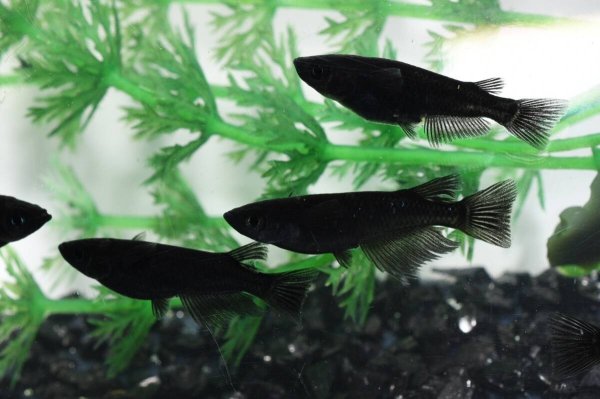 画像1: オロチメダカの稚魚・10匹 (1)