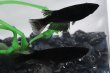 画像2: オロチメダカの稚魚・10匹 (2)