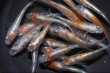 画像3: 紅灯メダカの稚魚・10匹 (3)