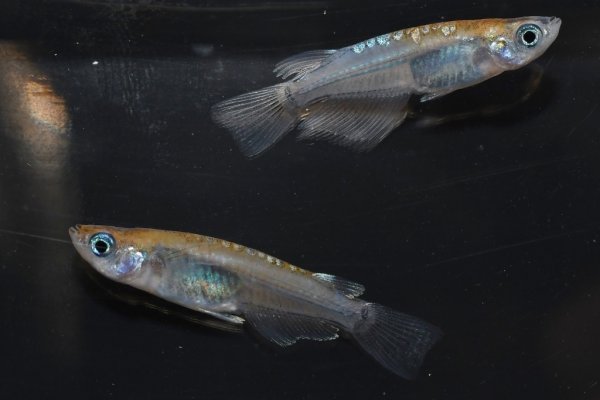画像2: カガミ鱗レザーメダカの稚魚・10匹　　　 (2)
