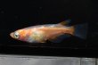 画像1: オリジナル・アビシニアンメダカの稚魚・10匹　　　 (1)