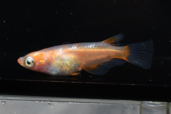 画像1: オリジナル・アビシニアンメダカの稚魚・10匹　　　 (1)