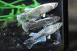 画像2: プレシャスフラワーキッシングメダカの稚魚・10匹　　　 (2)