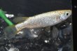 画像2: オリジナル・シャンパンゴールドラメ2025メダカの稚魚・10匹　　　 (2)