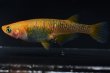 画像5: オリジナル・来光カガミ鱗メダカの稚魚・10匹　　　 (5)