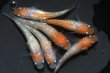 画像1: 桜小町メダカの稚魚・10匹 (1)